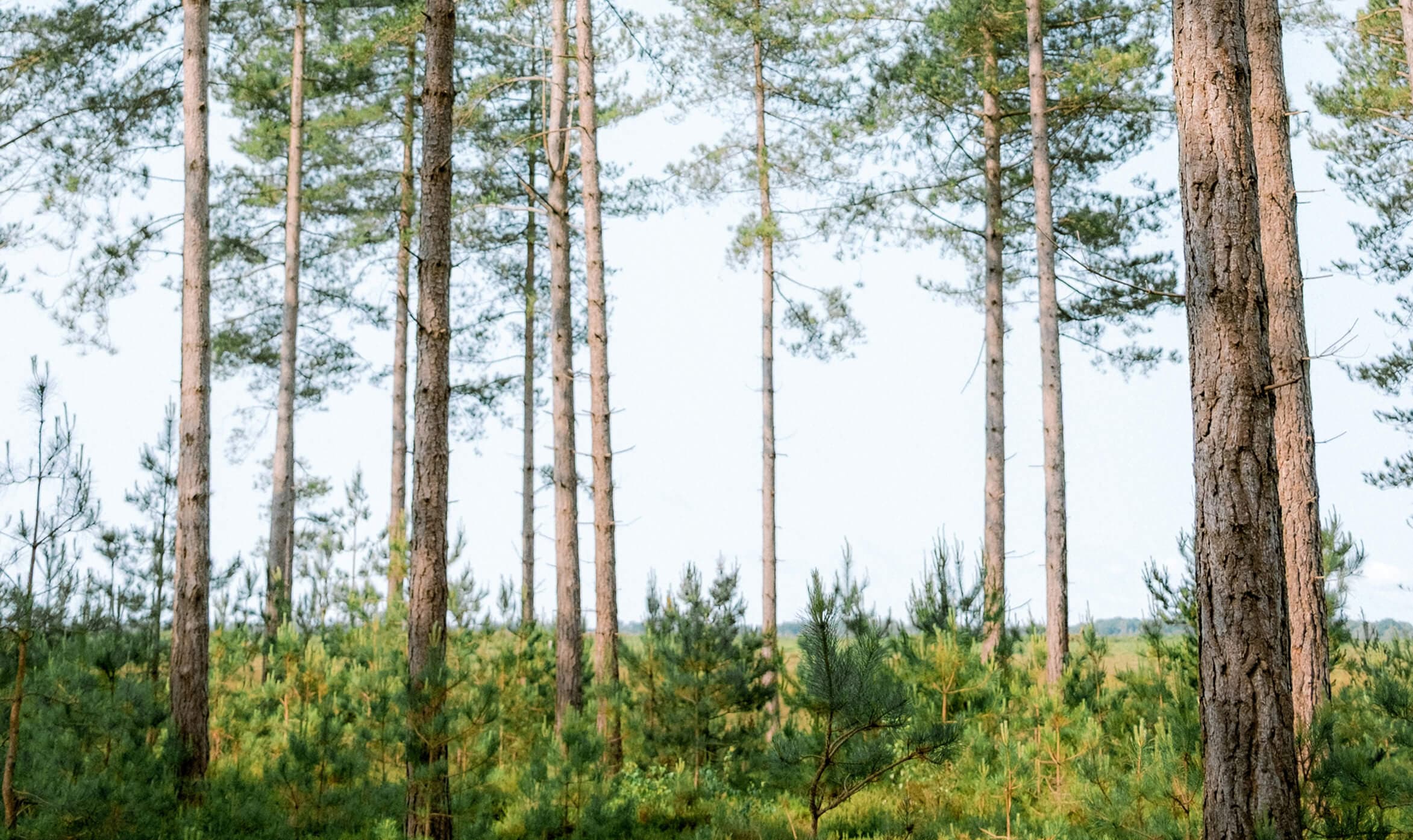 Slik kan du drive fornuftig ungskogpleie